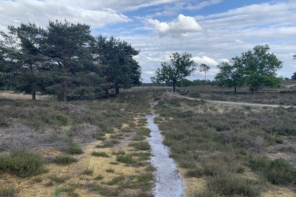 De Maasduinen