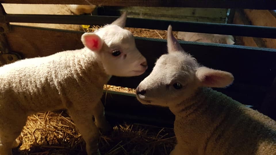 De eerste lammetjes zijn er!