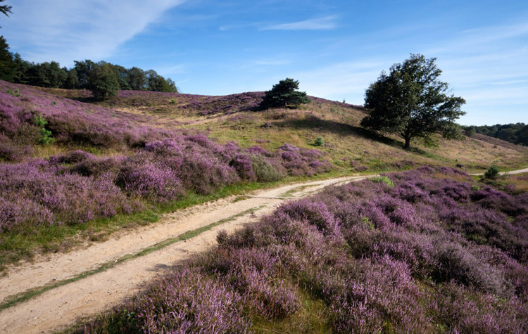 National Parc De Maasduinen