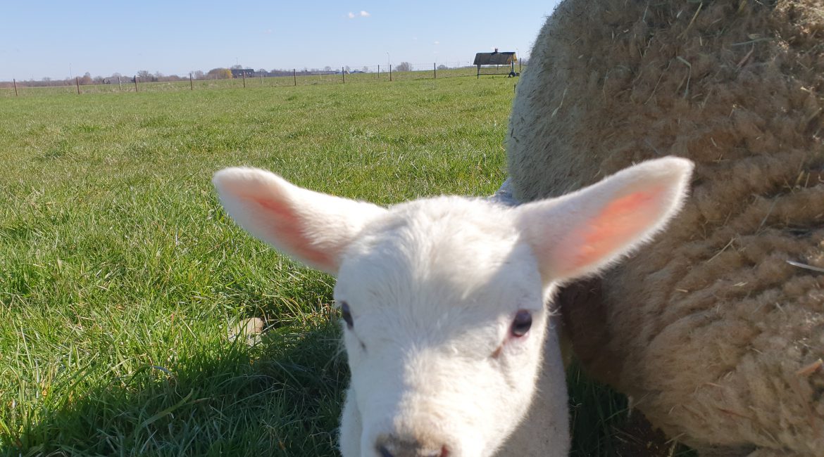 Komt u ook genieten van onze lammetjes en de prachtige Maasheggen