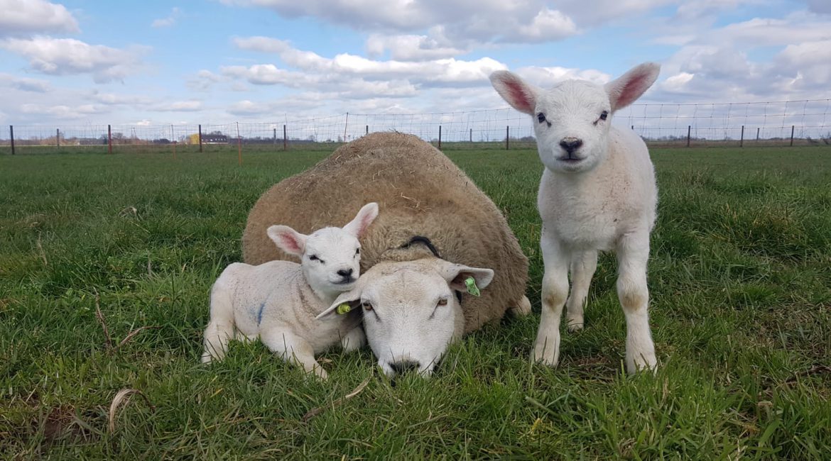 Nog een goede week dan is onze actie van Maart weer voorbij. Heeft u ons Paasarrangement al gezien? Kom kijken naar onze Lammetjes