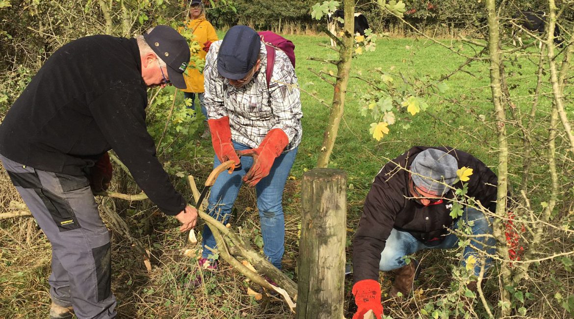 Leer het eeuwen oude ambacht, het Maasheggenvlechten