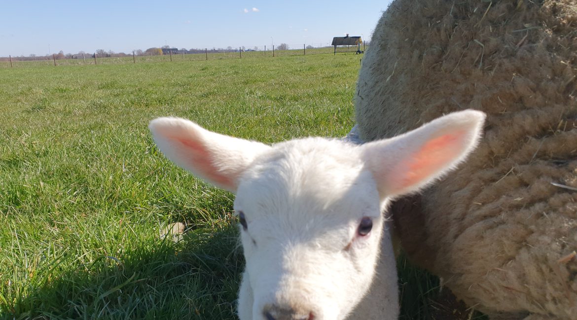 De Lente komt eraan en de lammetjes ook, komt u genieten op de Brembroeken.