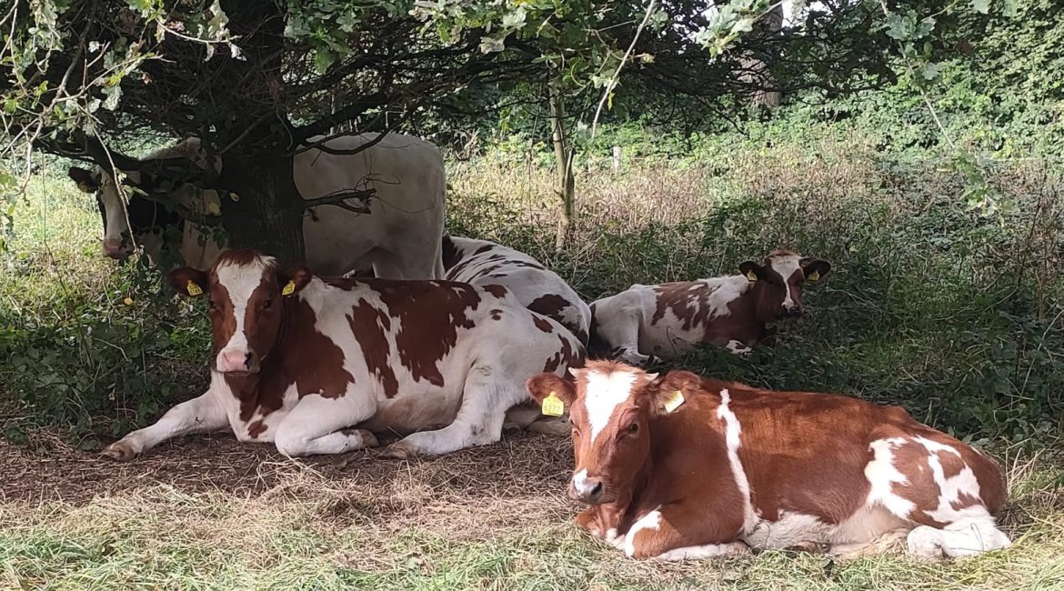 Maasheggen Rundvlees pakketten van de Brembroeken